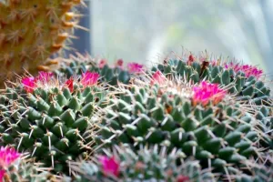 Cactus Blossom - Premium Fragrance Oil