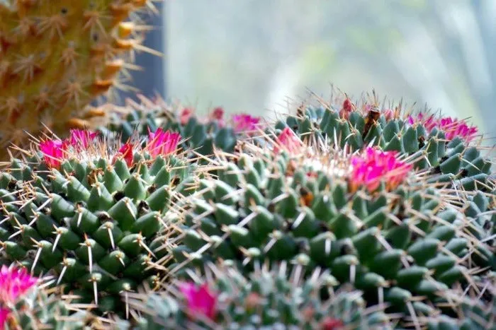 Cactus Blossom - Premium Fragrance Oil