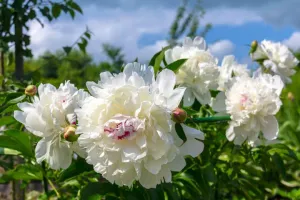 Festiva Maxima Peony