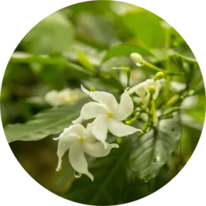 Jasmine Attar Chameli Essential Oil - Living Libations