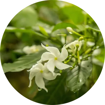 Jasmine Attar Chameli Essential Oil - Living Libations